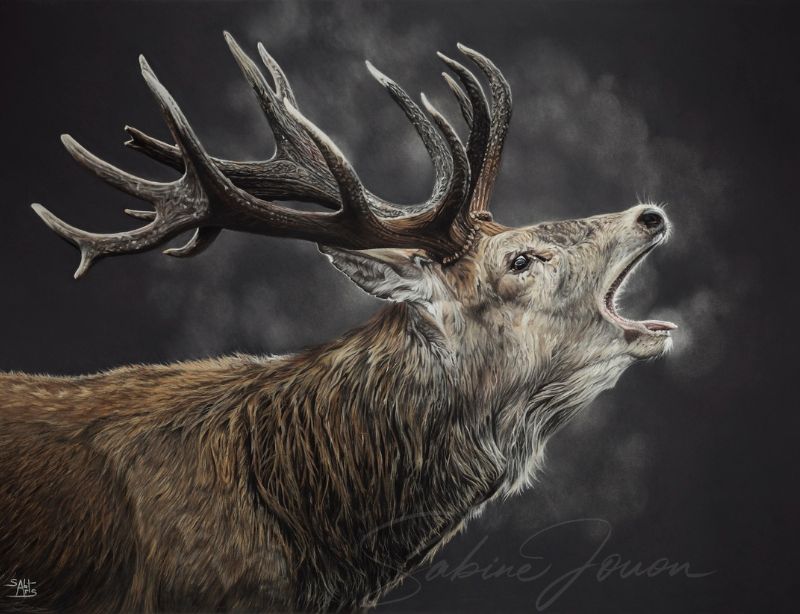 Le Cri du Roi-portrait animalier-pastel sec-collection Regard Sauvage
