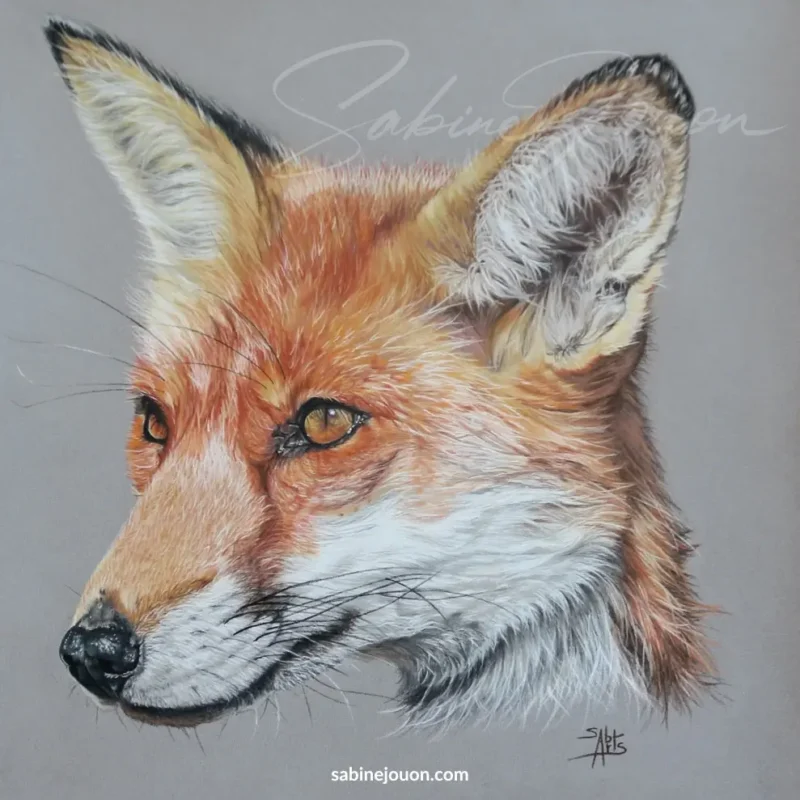 Portrait animalier de l'œuvre Moi, renard, réalisé au pastel sec par l'artiste Sabine Jouon pour la collection Regard Sauvage.
